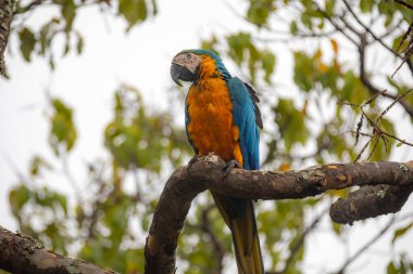 Vahşi tropikal Brezilya Mavisi ve Sarı Macaw. Mavi ve Sarı Macaw (Ara ararauna)