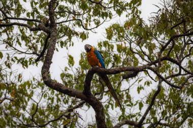 Wild tropical Brazilian Blue and Yellow Macaw. Blue and Yellow Macaw (Ara ararauna) clipart