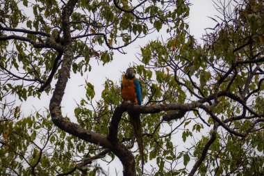 Vahşi tropikal Brezilya Mavisi ve Sarı Macaw. Mavi ve Sarı Macaw (Ara ararauna)