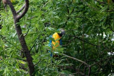 Vahşi tropikal Brezilya Mavisi ve Sarı Macaw. Mavi ve Sarı Macaw (Ara ararauna)