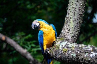 Wild tropical Brazilian Blue and Yellow Macaw. Blue and Yellow Macaw (Ara ararauna) clipart