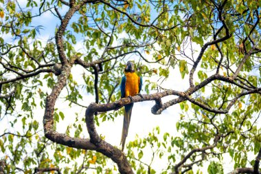 Wild tropical Brazilian Blue and Yellow Macaw. Blue and Yellow Macaw (Ara ararauna) clipart