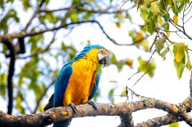 Vahşi tropikal Brezilya Mavisi ve Sarı Macaw. Mavi ve Sarı Macaw (Ara ararauna)