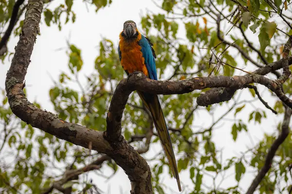 Vahşi tropikal Brezilya Mavisi ve Sarı Macaw. Mavi ve Sarı Macaw (Ara ararauna)