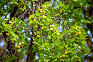 Manolyopsida sınıfından ve Myrtaceae ailesinden cagaita (Stenocalyx dysentericus) olarak bilinen Brezilya cerrado biyologundan olgun, yenilebilir yabani meyve..