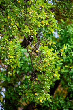 Manolyopsida sınıfından ve Myrtaceae ailesinden cagaita (Stenocalyx dysentericus) olarak bilinen Brezilya cerrado biyologundan olgun, yenilebilir yabani meyve..