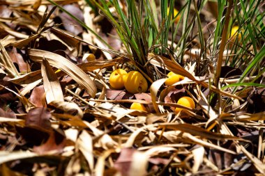 Manolyopsida sınıfından ve Myrtaceae ailesinden cagaita (Stenocalyx dysentericus) olarak bilinen Brezilya cerrado biyologundan olgun, yenilebilir yabani meyve..