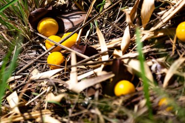 Manolyopsida sınıfından ve Myrtaceae ailesinden cagaita (Stenocalyx dysentericus) olarak bilinen Brezilya cerrado biyologundan olgun, yenilebilir yabani meyve..