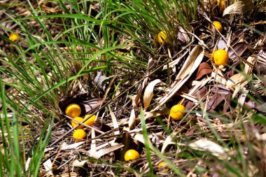 Manolyopsida sınıfından ve Myrtaceae ailesinden cagaita (Stenocalyx dysentericus) olarak bilinen Brezilya cerrado biyologundan olgun, yenilebilir yabani meyve..