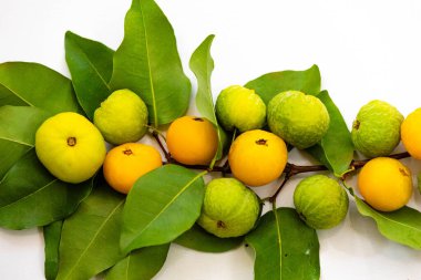 Manolyopsida sınıfından ve Myrtaceae ailesinden cagaita (Stenocalyx dysentericus) olarak bilinen Brezilya cerrado biyologundan olgun, yenilebilir yabani meyve..