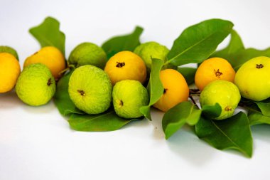 Manolyopsida sınıfından ve Myrtaceae ailesinden cagaita (Stenocalyx dysentericus) olarak bilinen Brezilya cerrado biyologundan olgun, yenilebilir yabani meyve..