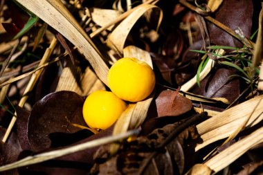 Manolyopsida sınıfından ve Myrtaceae ailesinden cagaita (Stenocalyx dysentericus) olarak bilinen Brezilya cerrado biyologundan olgun, yenilebilir yabani meyve..