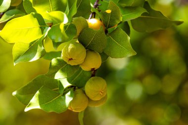 Manolyopsida sınıfından ve Myrtaceae ailesinden cagaita (Stenocalyx dysentericus) olarak bilinen Brezilya cerrado biyologundan olgun, yenilebilir yabani meyve..