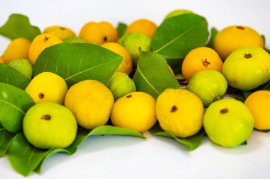 Manolyopsida sınıfından ve Myrtaceae ailesinden cagaita (Stenocalyx dysentericus) olarak bilinen Brezilya cerrado biyologundan olgun, yenilebilir yabani meyve..