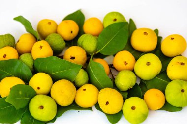 Manolyopsida sınıfından ve Myrtaceae ailesinden cagaita (Stenocalyx dysentericus) olarak bilinen Brezilya cerrado biyologundan olgun, yenilebilir yabani meyve..