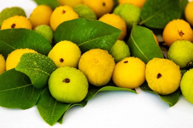Manolyopsida sınıfından ve Myrtaceae ailesinden cagaita (Stenocalyx dysentericus) olarak bilinen Brezilya cerrado biyologundan olgun, yenilebilir yabani meyve..