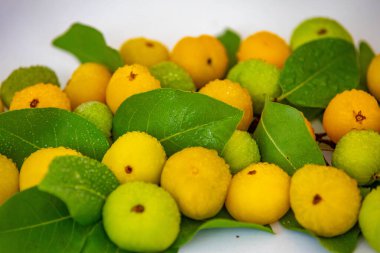 Manolyopsida sınıfından ve Myrtaceae ailesinden cagaita (Stenocalyx dysentericus) olarak bilinen Brezilya cerrado biyologundan olgun, yenilebilir yabani meyve..