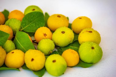 Manolyopsida sınıfından ve Myrtaceae ailesinden cagaita (Stenocalyx dysentericus) olarak bilinen Brezilya cerrado biyologundan olgun, yenilebilir yabani meyve..