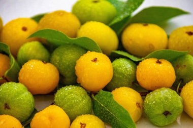 Manolyopsida sınıfından ve Myrtaceae ailesinden cagaita (Stenocalyx dysentericus) olarak bilinen Brezilya cerrado biyologundan olgun, yenilebilir yabani meyve..