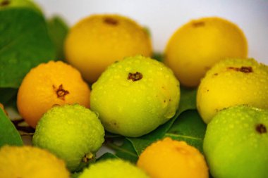 Manolyopsida sınıfından ve Myrtaceae ailesinden cagaita (Stenocalyx dysentericus) olarak bilinen Brezilya cerrado biyologundan olgun, yenilebilir yabani meyve..