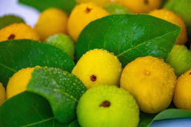 Manolyopsida sınıfından ve Myrtaceae ailesinden cagaita (Stenocalyx dysentericus) olarak bilinen Brezilya cerrado biyologundan olgun, yenilebilir yabani meyve..