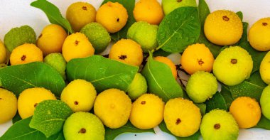 Manolyopsida sınıfından ve Myrtaceae ailesinden cagaita (Stenocalyx dysentericus) olarak bilinen Brezilya cerrado biyologundan olgun, yenilebilir yabani meyve..