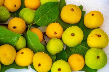 Manolyopsida sınıfından ve Myrtaceae ailesinden cagaita (Stenocalyx dysentericus) olarak bilinen Brezilya cerrado biyologundan olgun, yenilebilir yabani meyve..