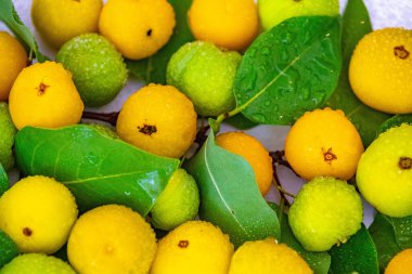 Manolyopsida sınıfından ve Myrtaceae ailesinden cagaita (Stenocalyx dysentericus) olarak bilinen Brezilya cerrado biyologundan olgun, yenilebilir yabani meyve..