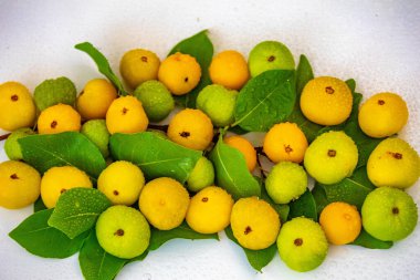 Manolyopsida sınıfından ve Myrtaceae ailesinden cagaita (Stenocalyx dysentericus) olarak bilinen Brezilya cerrado biyologundan olgun, yenilebilir yabani meyve..