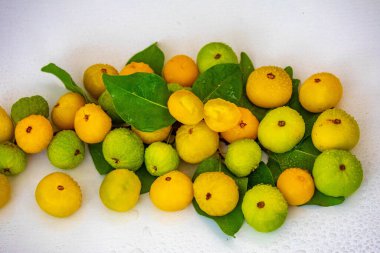 Manolyopsida sınıfından ve Myrtaceae ailesinden cagaita (Stenocalyx dysentericus) olarak bilinen Brezilya cerrado biyologundan olgun, yenilebilir yabani meyve..