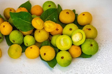 Manolyopsida sınıfından ve Myrtaceae ailesinden cagaita (Stenocalyx dysentericus) olarak bilinen Brezilya cerrado biyologundan olgun, yenilebilir yabani meyve..