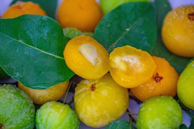 Manolyopsida sınıfından ve Myrtaceae ailesinden cagaita (Stenocalyx dysentericus) olarak bilinen Brezilya cerrado biyologundan olgun, yenilebilir yabani meyve..