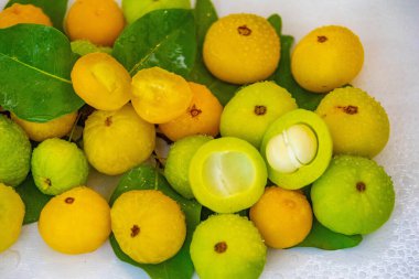 Manolyopsida sınıfından ve Myrtaceae ailesinden cagaita (Stenocalyx dysentericus) olarak bilinen Brezilya cerrado biyologundan olgun, yenilebilir yabani meyve..