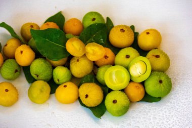 Manolyopsida sınıfından ve Myrtaceae ailesinden cagaita (Stenocalyx dysentericus) olarak bilinen Brezilya cerrado biyologundan olgun, yenilebilir yabani meyve..