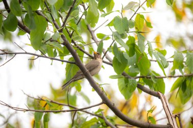 Turuncu ardıç kuşu Turdus rufiventris, sabi-laranjeira. Ahenkli ve çok güzel bir şarkısı olan tipik bir Brezilyalı kuş..