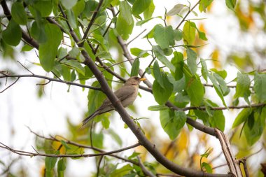 Turuncu ardıç kuşu Turdus rufiventris, sabi-laranjeira. Ahenkli ve çok güzel bir şarkısı olan tipik bir Brezilyalı kuş..