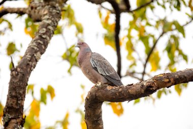 Wild dove known as 