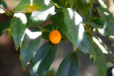 Ağaçta olgun egzotik mini kinkan portakal meyvesi (Fortunella margarita)