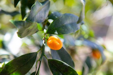 Ağaçta olgun egzotik mini kinkan portakal meyvesi (Fortunella margarita)