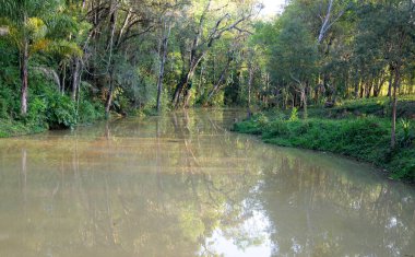 Tipik Brezilya vahşi seli tropikal orman manzarası