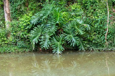 Tipik Brezilya vahşi seli tropikal orman manzarası