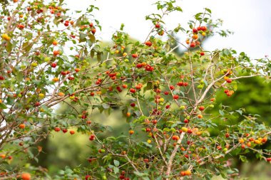 Olgun pitanga meyveleri (Eugenia uniflora), ağaçta ve bulanık arka planda