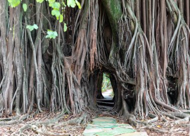 Giant tropical fig tree with path through the tree and its exotic and impressive roots clipart