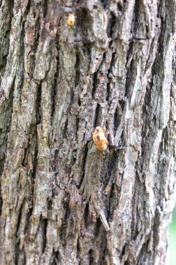 Kırsal yağmur ormanı ağaç kabuğu dokusu