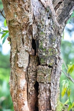 Kırsal yağmur ormanı ağaç kabuğu dokusu