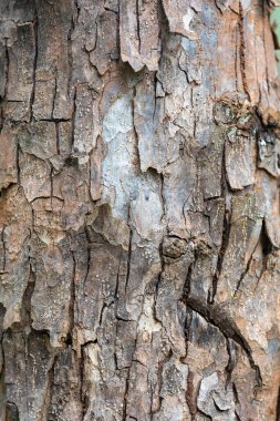 Kırsal yağmur ormanı ağaç kabuğu dokusu