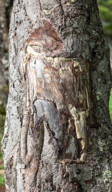 Kırsal yağmur ormanı ağaç kabuğu dokusu