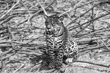 Güney Amerika jaguarı (Panthera onca). Tropik kedi 