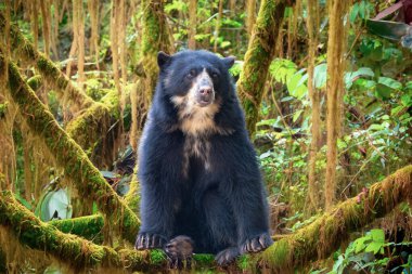 Spectacled bear (Tremarctos ornatus) in selective focus and depth blur. clipart