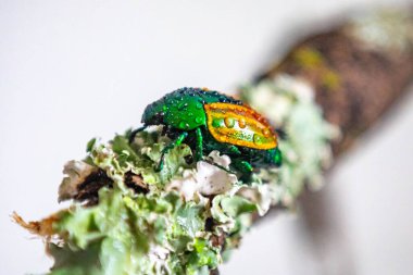 Beautiful green and yellow South American tropical beetle (Macraspis festiva) known as 